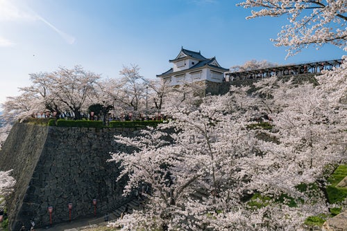津山城の桜シーズンの写真