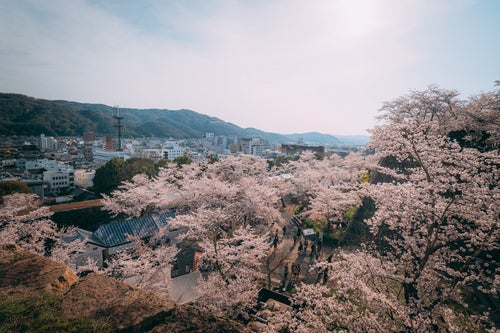 津山城（鶴山公園）の桜と市街地の写真