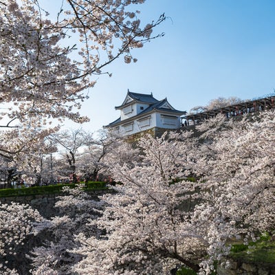 津山城跡備中櫓の春風景の写真