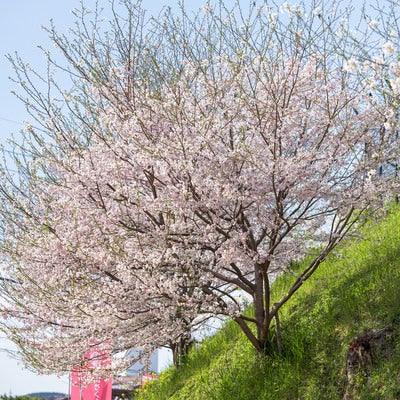 鶴山公園の桜と菜の花の写真