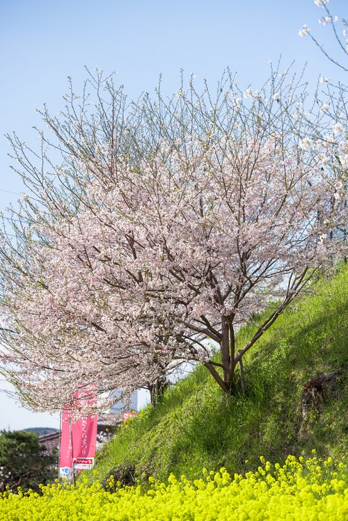 鶴山公園の桜と菜の花の写真