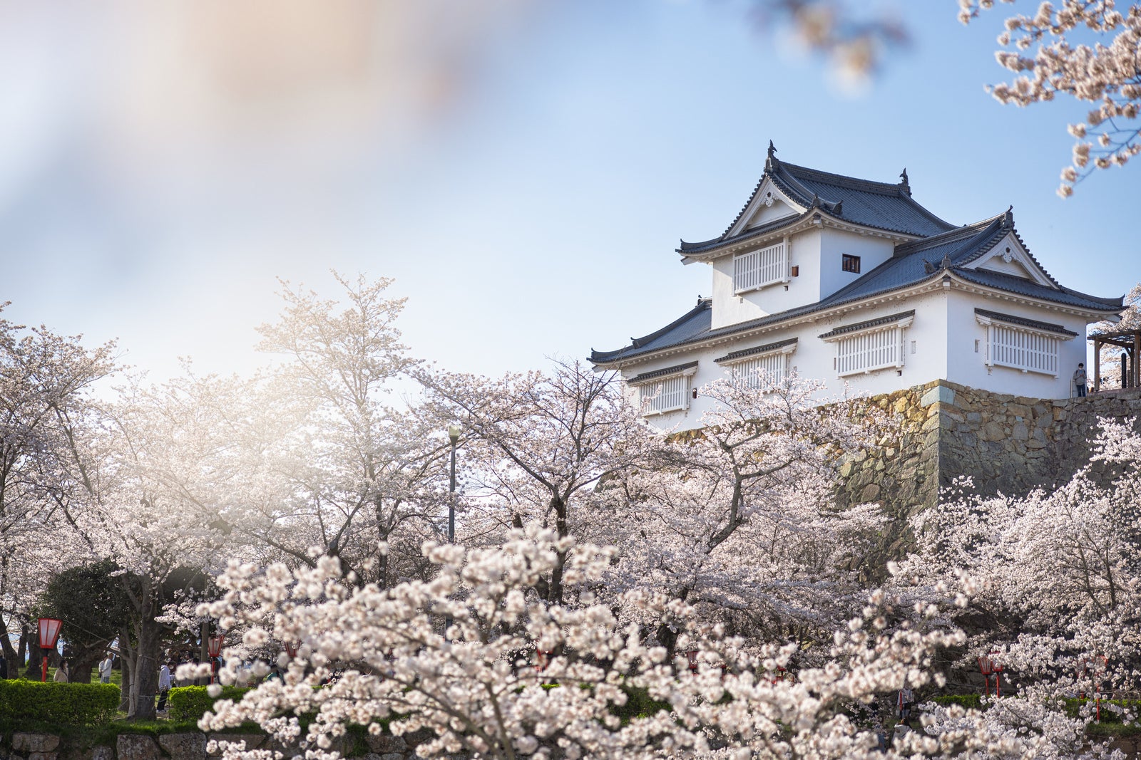 「津山城跡備中櫓と満開の桜」の写真