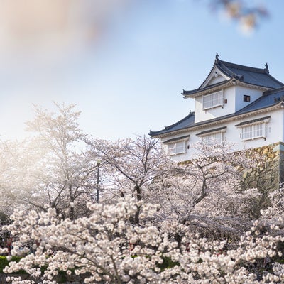 津山城跡備中櫓と満開の桜の写真