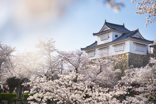 津山城跡備中櫓と満開の桜の写真
