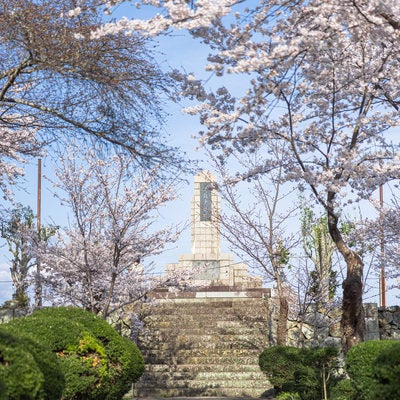 津山城の美作忠魂碑と桜の写真