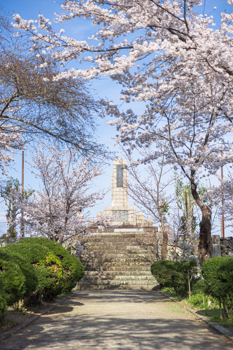 「津山城の美作忠魂碑と桜」の写真