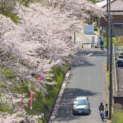 桜満開の鶴山公園（津山城）と横を通る道の写真