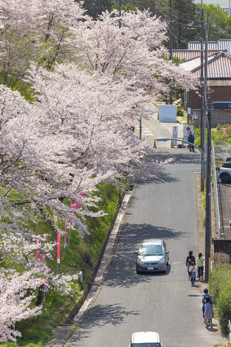 「桜満開の鶴山公園（津山城）と横を通る道」の写真