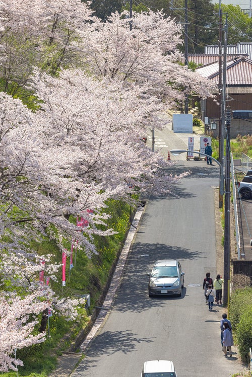桜満開の鶴山公園（津山城）と横を通る道の写真
