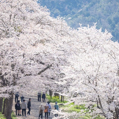 津山城(鶴山公園)の桜の写真