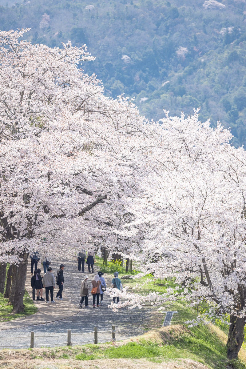 「津山城(鶴山公園)の桜」の写真