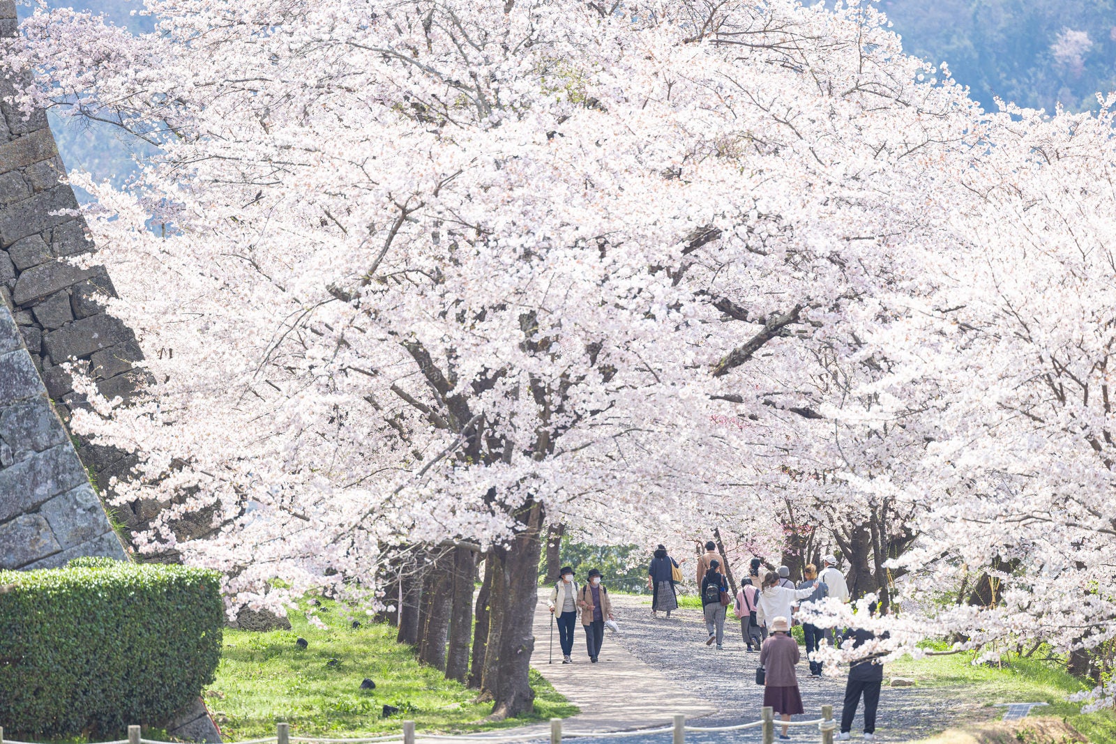 「津山城に咲く満開の花を楽しむ観光客」の写真