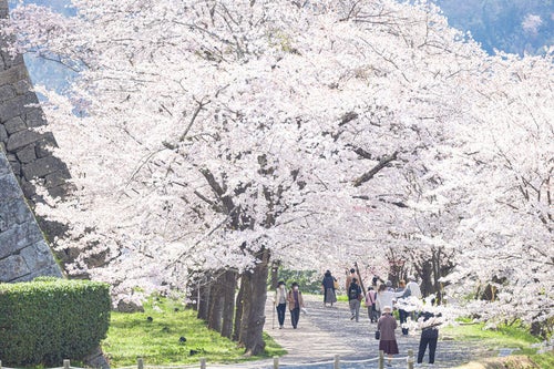 津山城に咲く満開の花を楽しむ観光客の写真