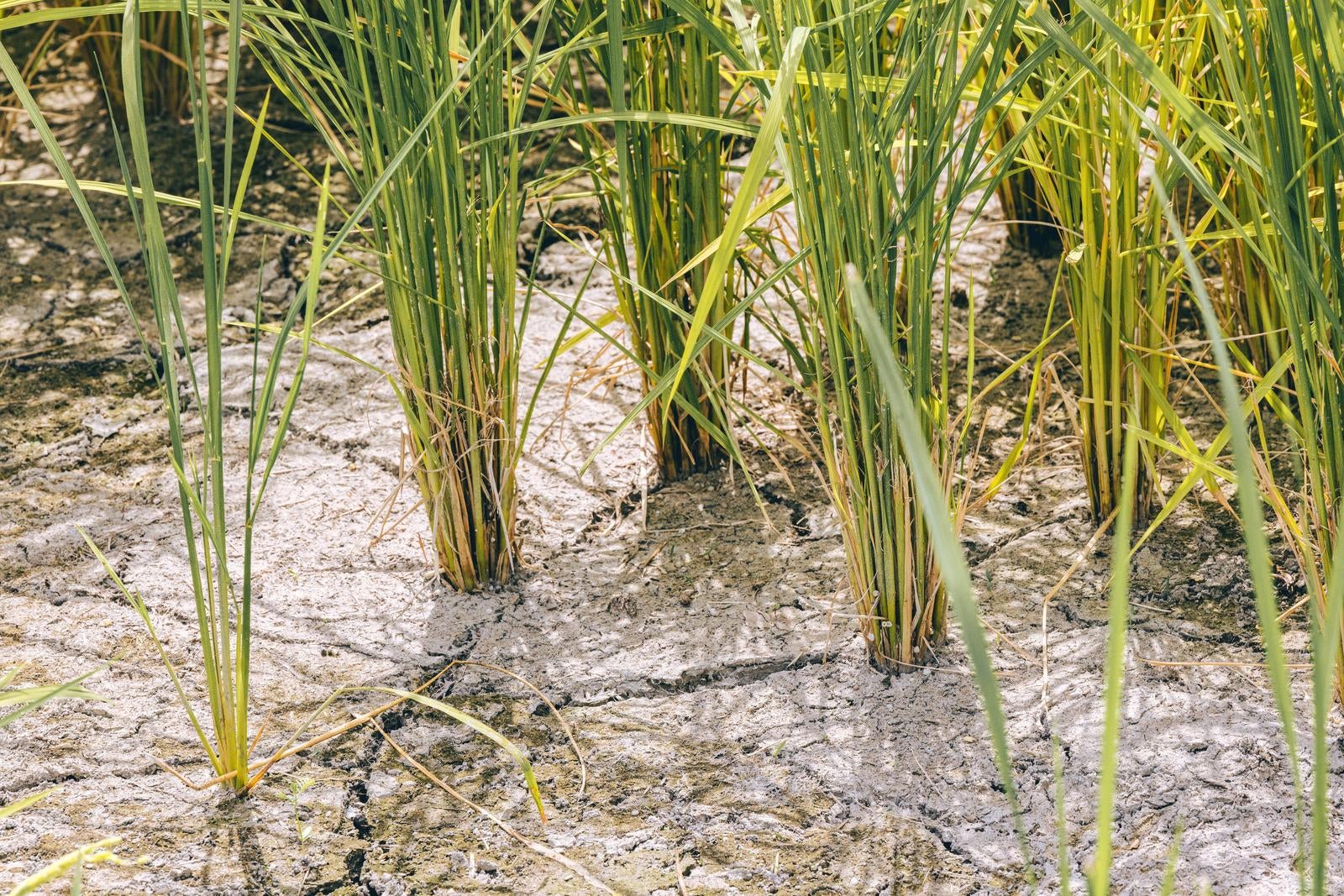 「水稲の中干し」の写真
