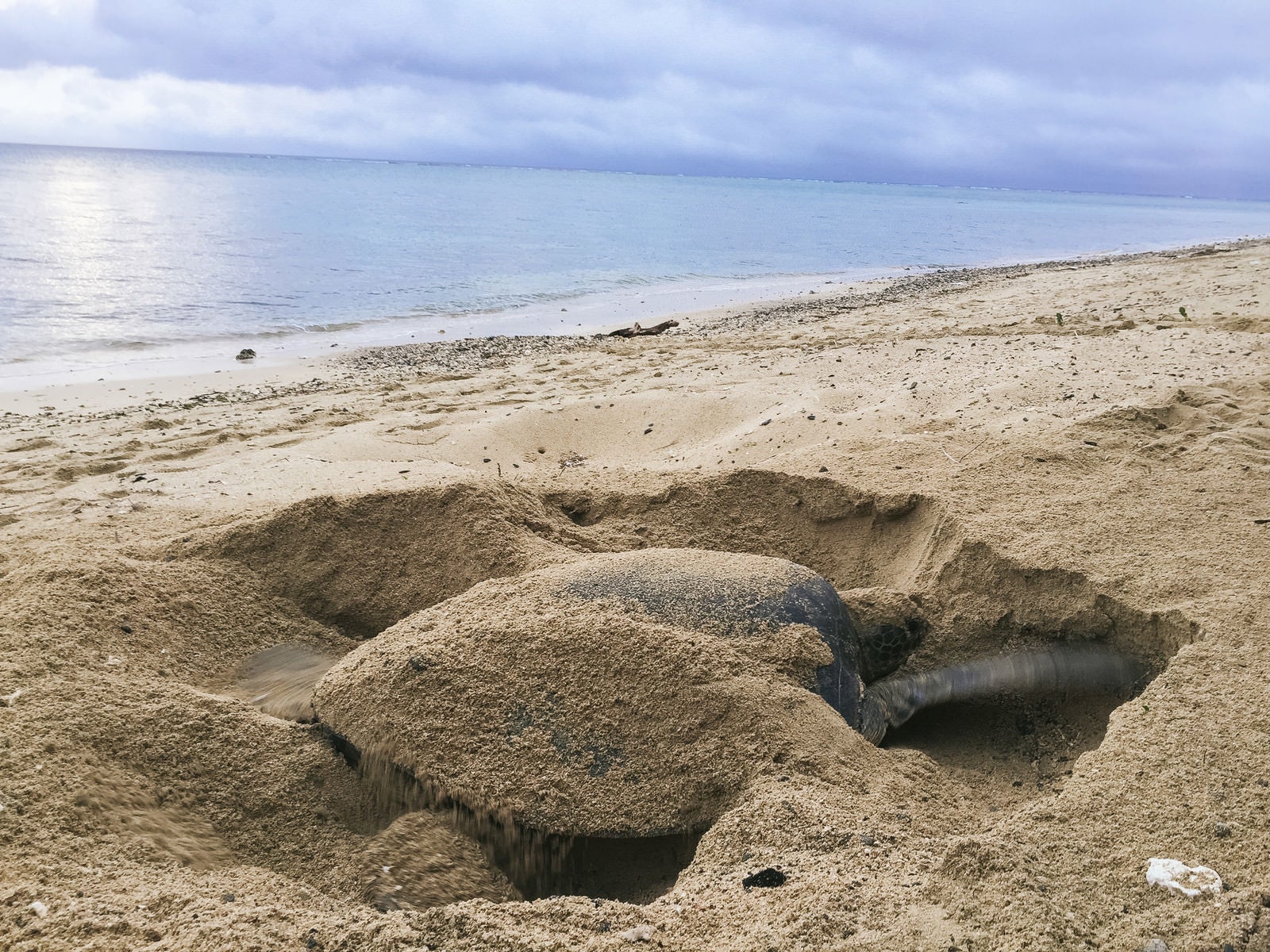 「砂浜で産卵場所を掘る大きなウミガメ」の写真