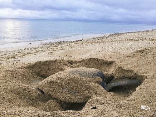 砂浜で産卵場所を掘る大きなウミガメの写真