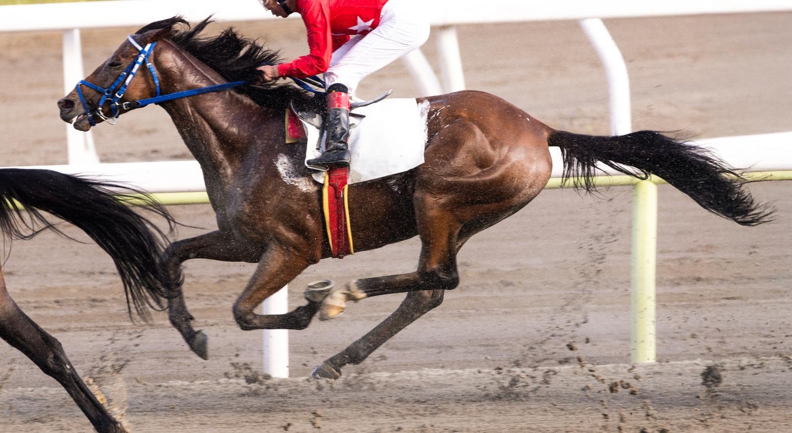 「土煙を上げて駆け抜ける競馬」の写真