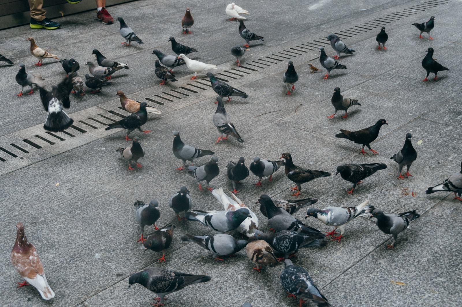 「鳩が集まってきた」の写真