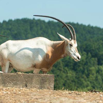 立派な角が印象的なオリックスの写真