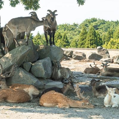 岩の上でたたずむヤギと、木陰でくつろぐシカたちの写真