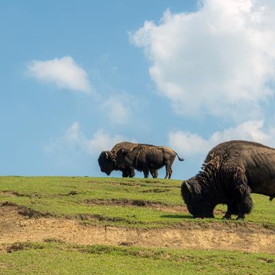 青空の下、緑の草原をのんびりと歩き草を食むバイソンたちの写真