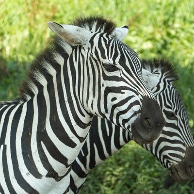 アフリカの野生シマウマたちの写真