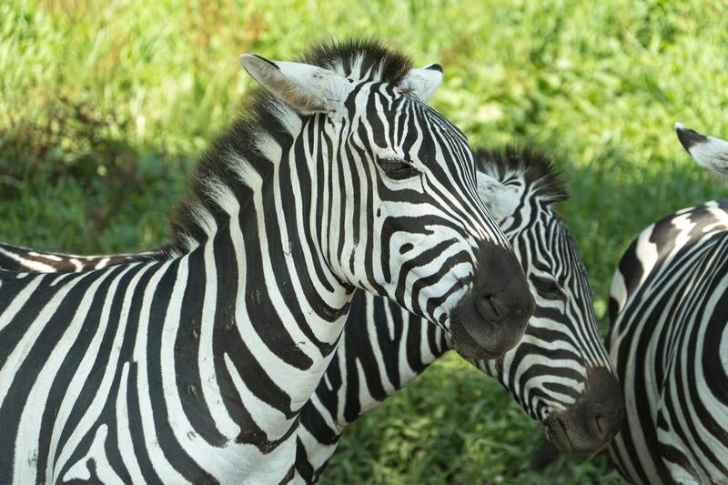 アフリカの野生シマウマたちの写真