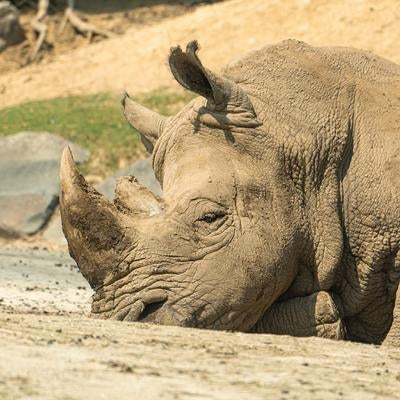 動物園で撮影したサイの自然な姿の写真
