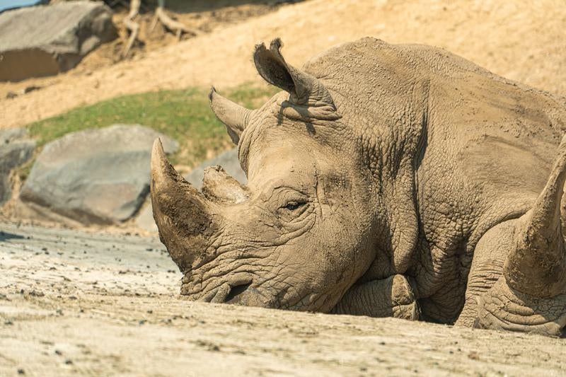 動物園で撮影したサイの自然な姿の写真