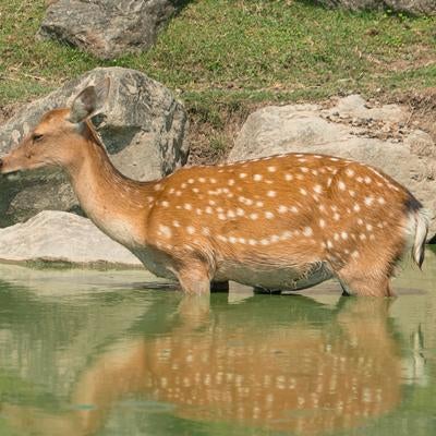 池の中にいる鹿の写真