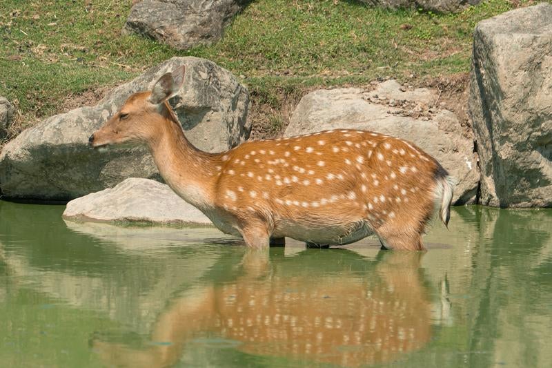 池の中にいる鹿の写真
