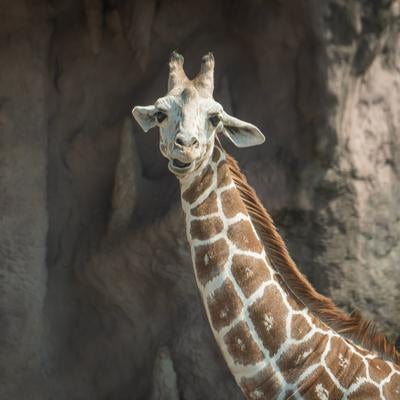 3日連続で朝帰りした時の嫁の素材