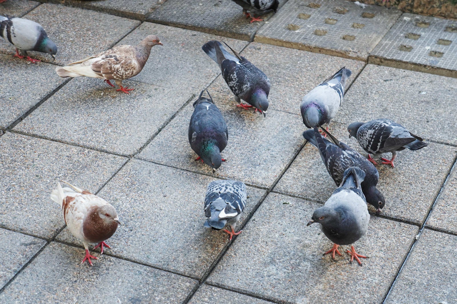 「路面に落ちた餌を物色する鳩」の写真