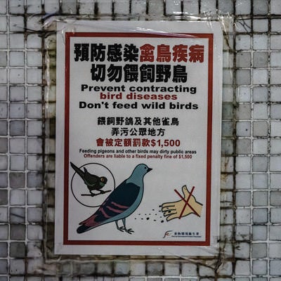 鳩に餌をあげてたら罰金1500香港ドルの写真