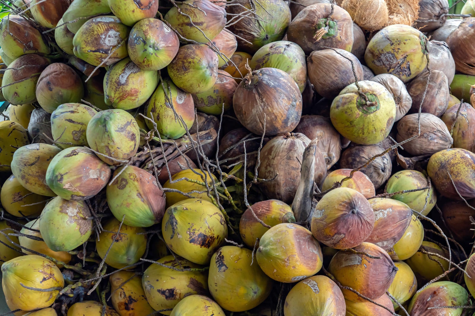 「山積みにされた果汁がタップンタップンのココナッツ」の写真