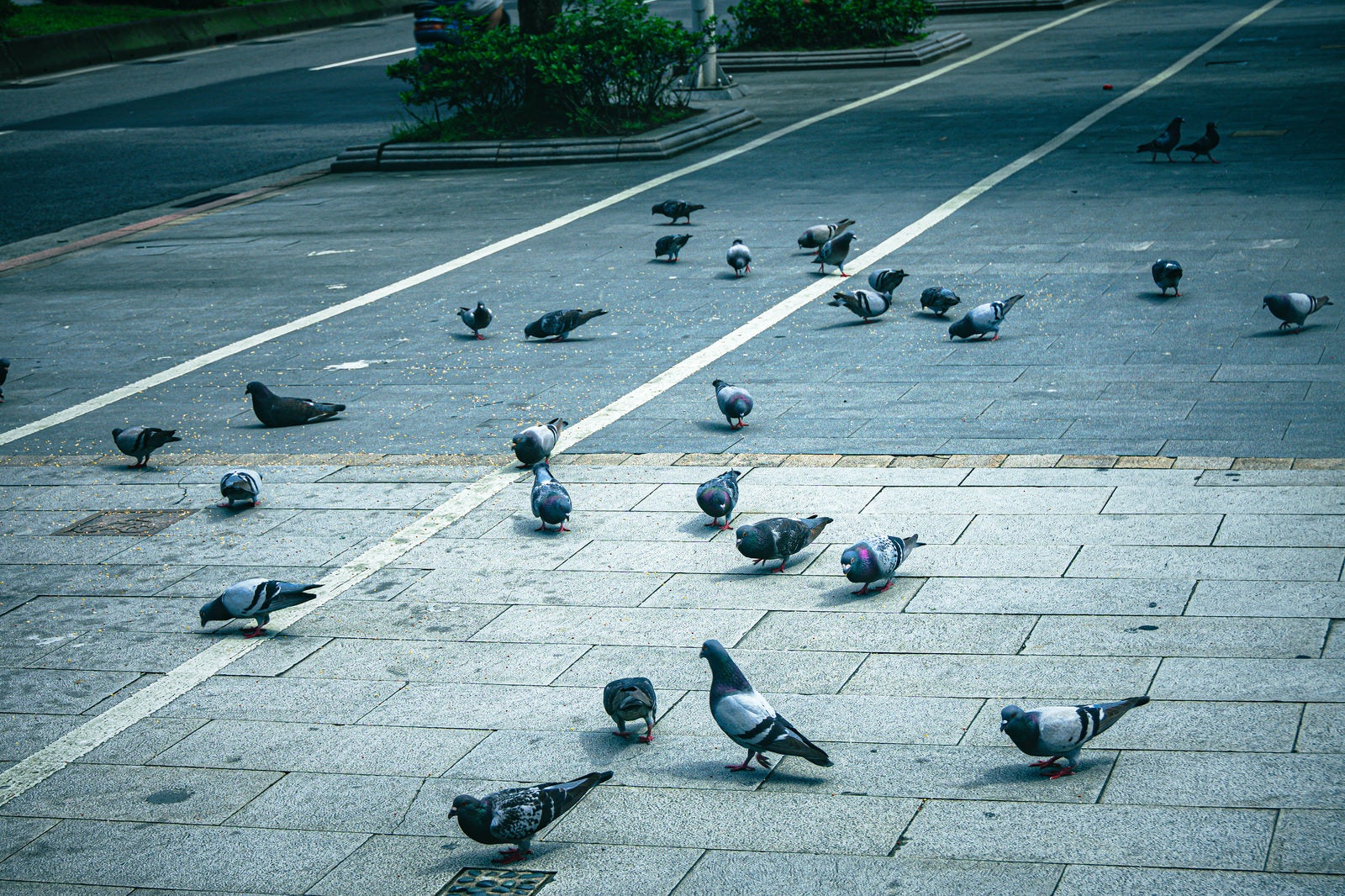 「路上の鳩たち」の写真