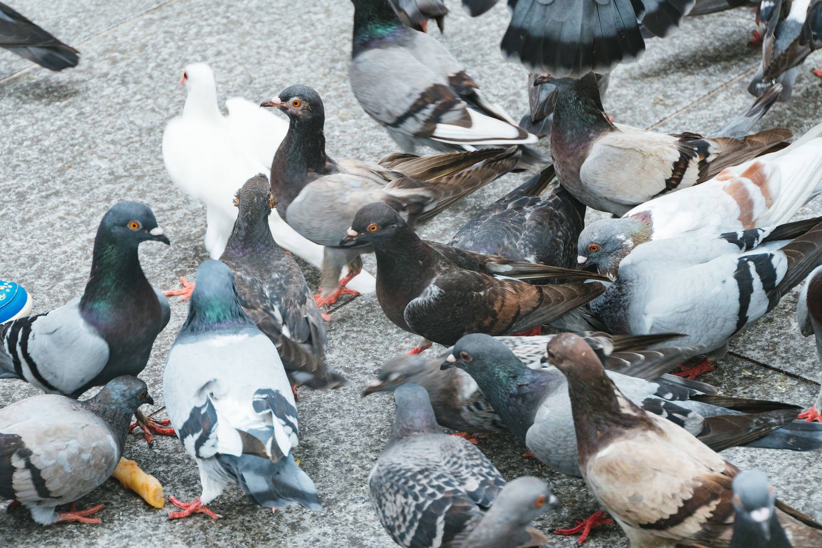 「餌を期待する鳩の集団」の写真