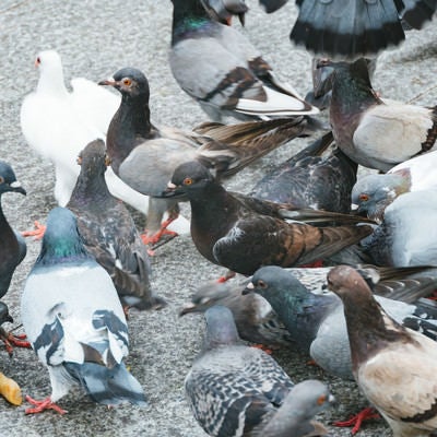 餌を期待する鳩の集団の写真