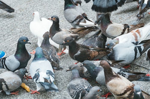 餌を期待する鳩の集団の写真