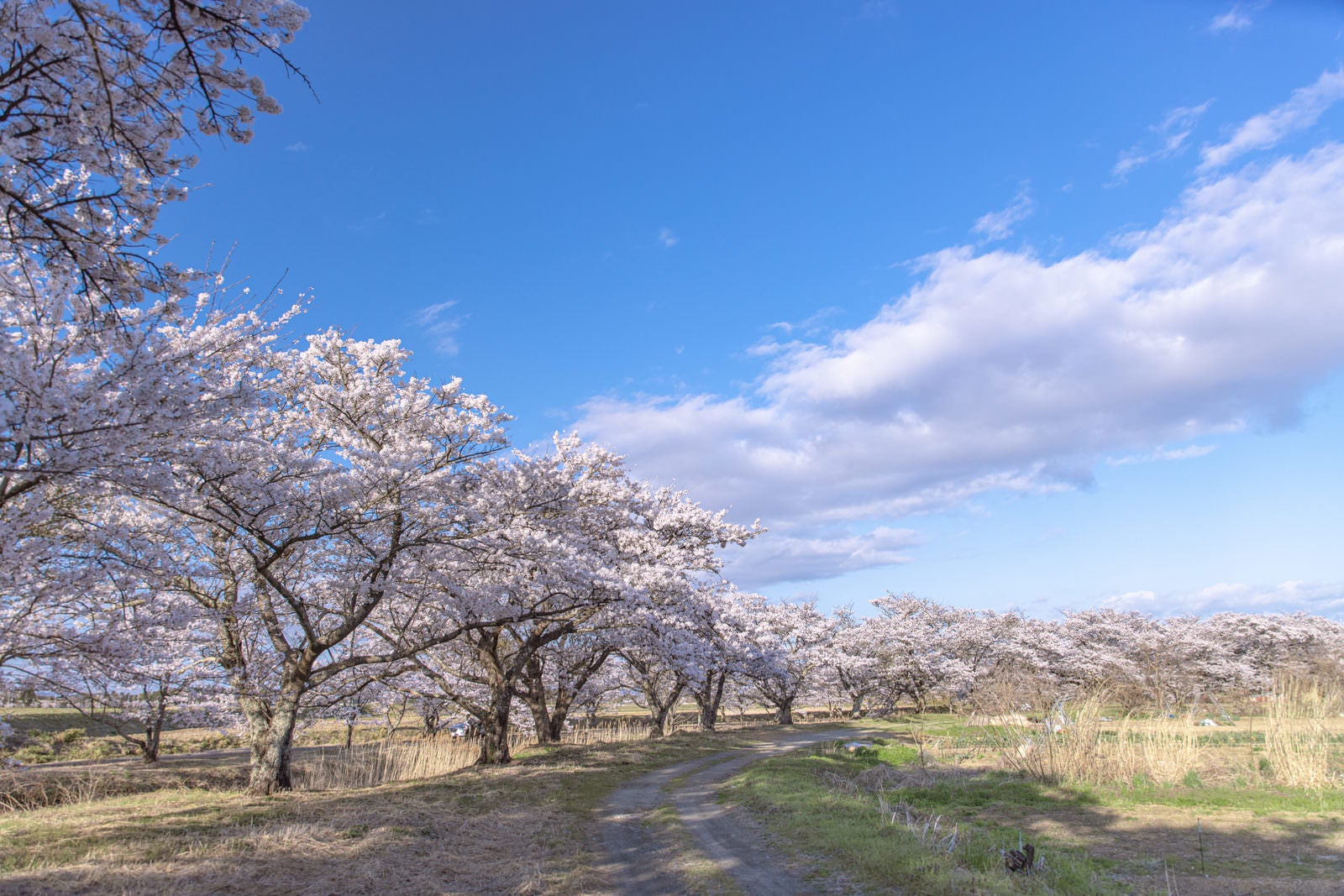 「福島の笹原川沿いに咲き誇る千本桜の美しき風景」の写真