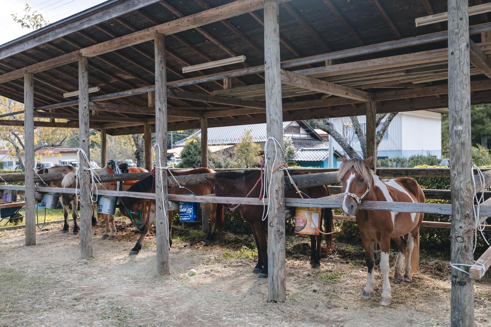 「流鏑馬の厩舎に繋がれた馬たち」の写真