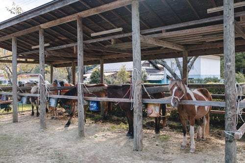 流鏑馬の厩舎に繋がれた馬たちの写真