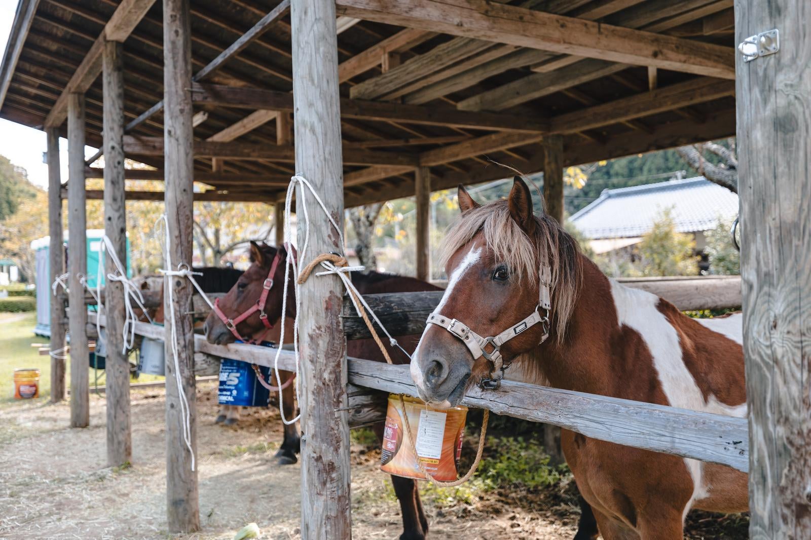 「厩舎に繋がれた流鏑馬の馬」の写真