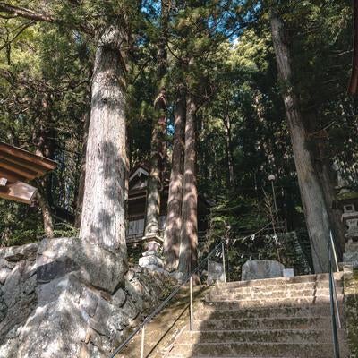 古殿八幡神社境内の石段に落ちる木漏れ日の写真
