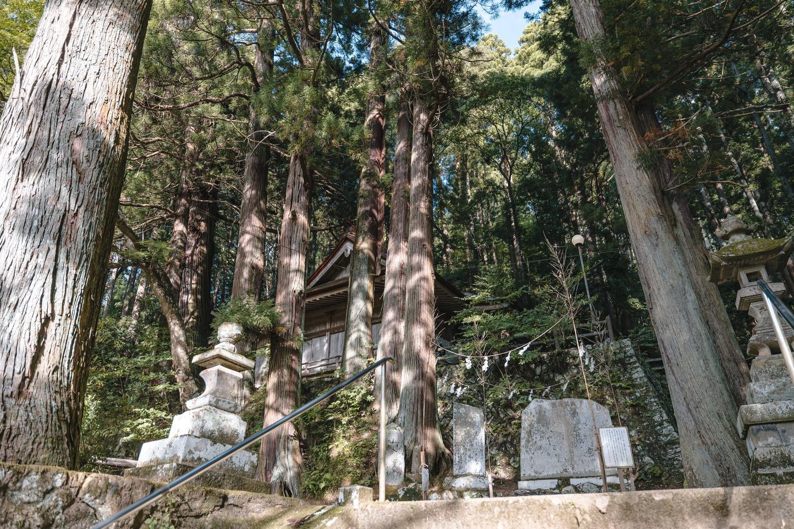 「木漏れ日に包まれた静寂の中の古殿八幡神社」の写真