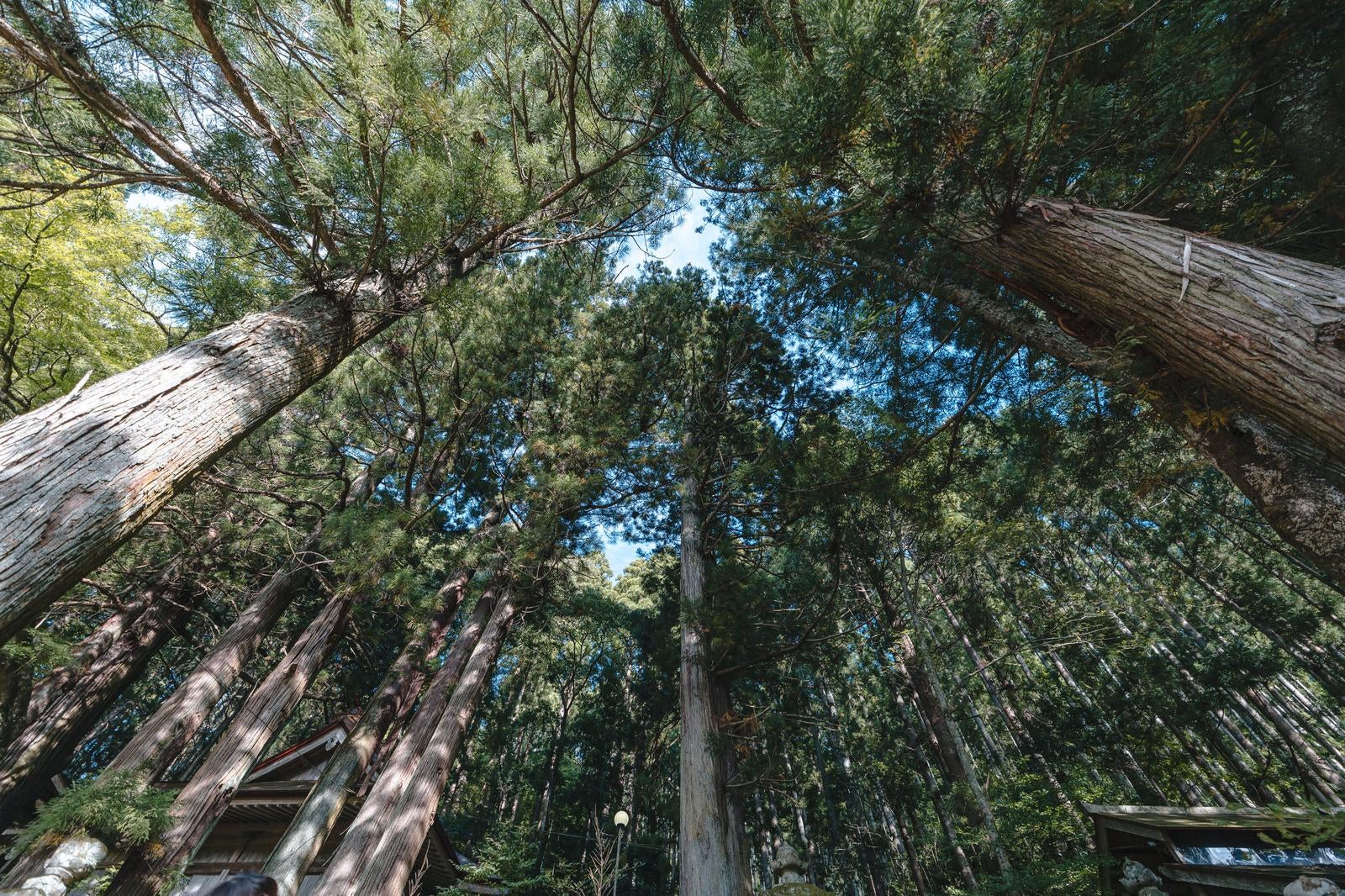 「杉の隙間に見える青空」の写真