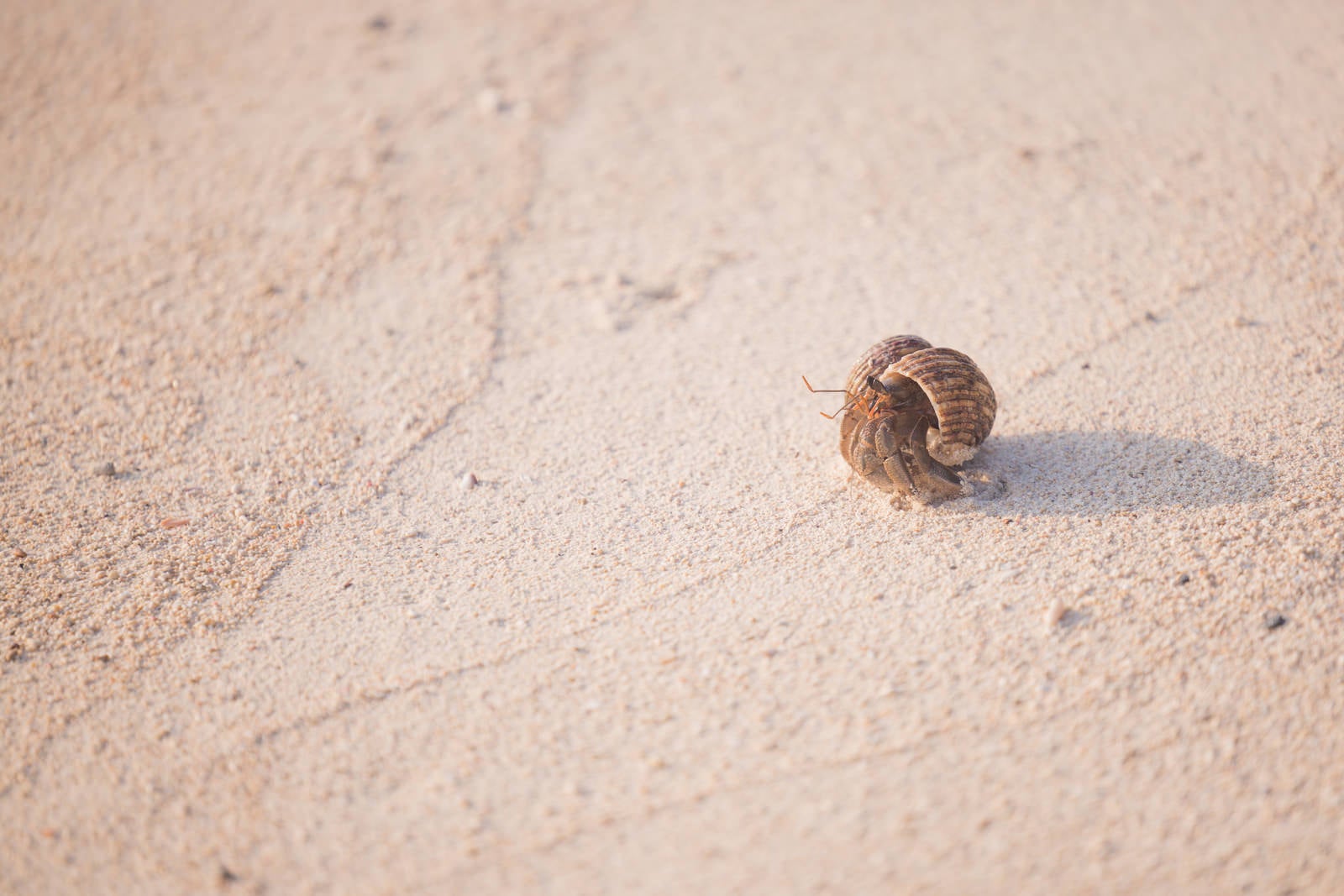 「白浜を歩く小さいヤドカリ」の写真
