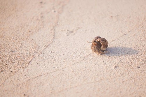 白浜を歩く小さいヤドカリの写真