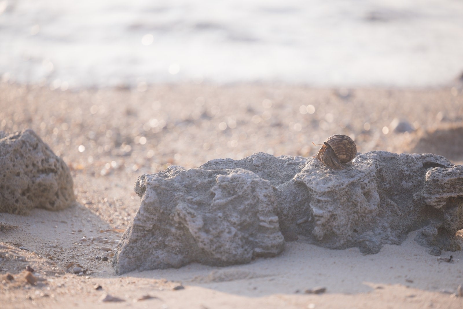 「海岸を歩くオカヤドカリ」の写真