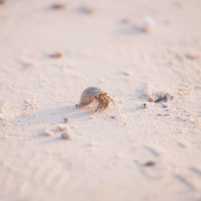 砂浜を歩くヤドカリの写真